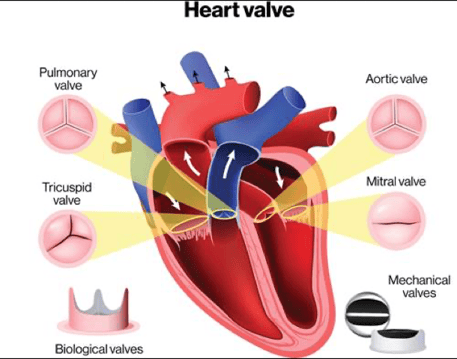 Representación gráfica de la válvulas cardiacas