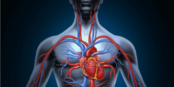 Representación gráfica de la circulación cardiovascular