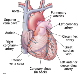 Representación del corazón y sus estructuras. Cleveland Clinic