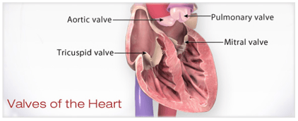 Representación de las válvulas del corazón