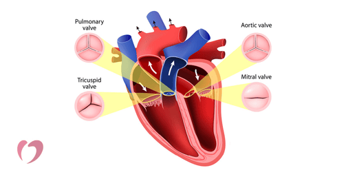 Representación gráfica de las válvulas del corazón