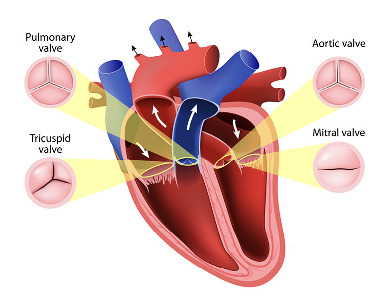 Esquema gráfico del corazón humano